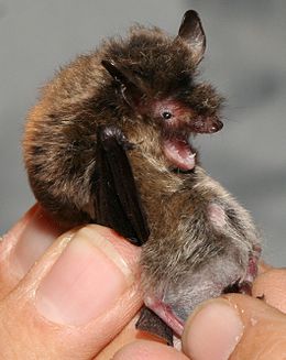 Brandto pelėausis (Myotis brandtii)