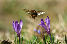 A bumblebee loaded with pollen flying to a flower