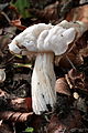 Helvella crispa