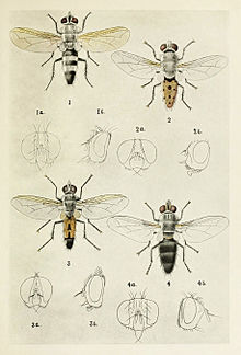 "Tachinidae" by Harold Maxwell-Lefroy, 1909 10-Indian-Insect-Life - Harold Maxwell-Lefroy - Tachinidae.jpg