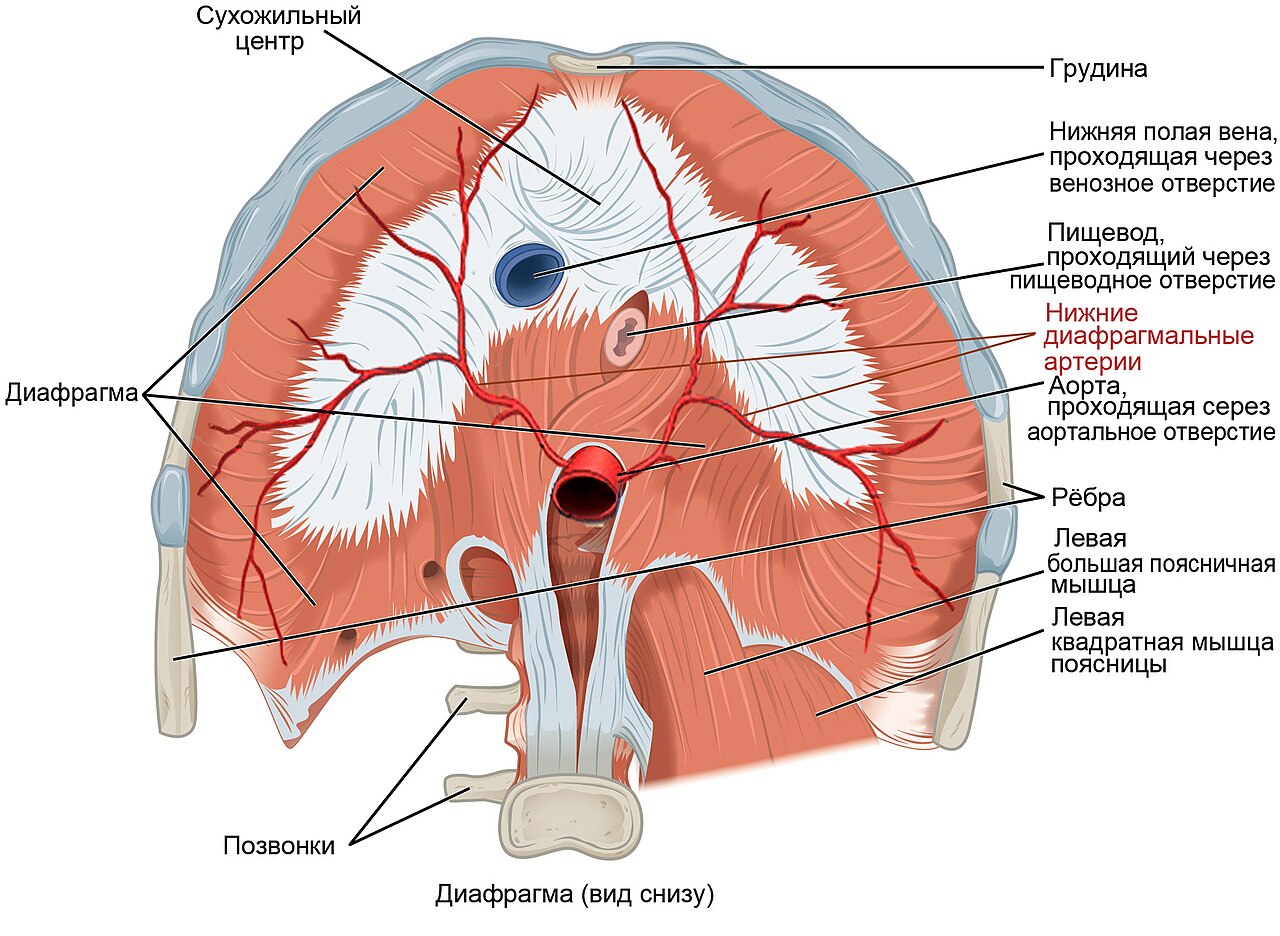 Диафрагма рисунок анатомия