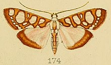174-Glyphodes perspicualis Kenrick ، ​​1907. JPG