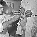 1965 Castration de porcelet au CNRZ Cliché Jean-Joseph Weber-5.jpg