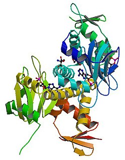cAMP receptor protein