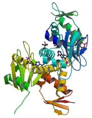 cAMP receptor protein Regulatory protein in bacteria