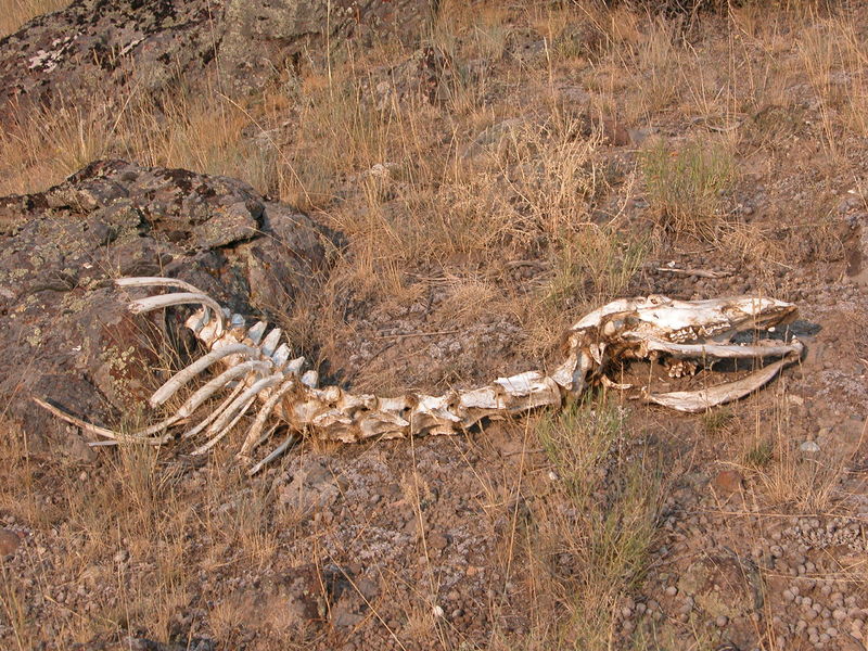 File:2003-08-19 Skeleton in Yellowstone.jpg