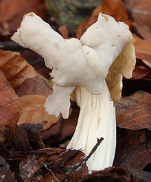 Helvella crispa 