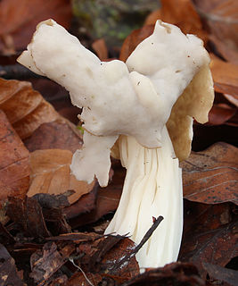 Die Lorcheln (Helvella) sind e