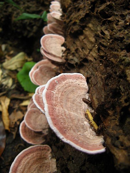 File:2012-10-12 Fomitopsis lilacinogilva (Berk.) J.E. Wright & J.R. Deschamps 314286.jpg