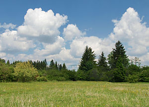 The Kissinger Heide at the beginning of June looking north