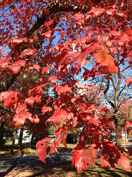 File:2014-10-30 11 10 28 Red Maple foliage during autumn on Lower Ferry Road in Ewing, New Jersey.JPG