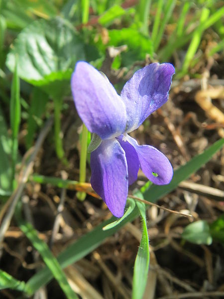 File:20140319Viola odorata1.jpg