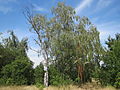 Betula pendula Hängebirke