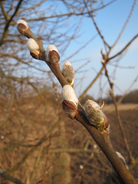 File:20150315Salix cinerea2.jpg