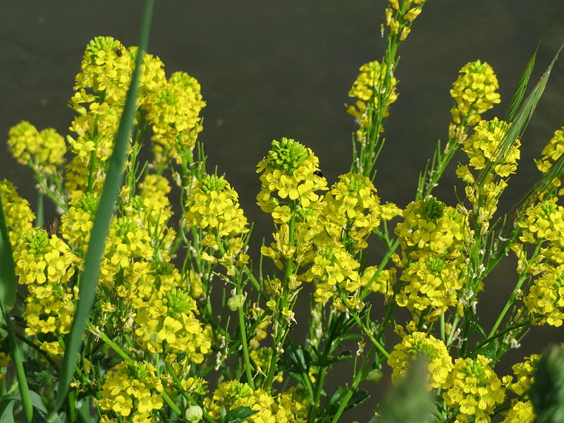 File:20150509Barbarea vulgaris1.jpg