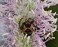 Südliche Glanz-Krabbenspinne - Synema globosum, Weibchen