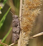 Oedipoda caerulescens – Weibchen