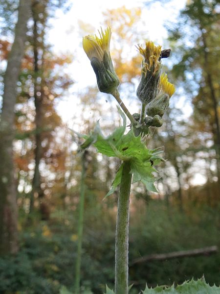 File:20161103Sonchus asper1.jpg