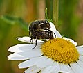 Trauer-Rosenkäfer - Oxythyrea funesta, Paarung