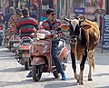 * Nomination Cow and scooters on a street of Udaipur, India --Jakubhal 06:39, 12 April 2020 (UTC) * Withdrawn Nice scene but a lot CAs and not realy sharp IMO --JoachimKohler-HB 06:59, 12 April 2020 (UTC) Ok, I can fix CAs but cannot help much with softness --Jakubhal 07:47, 12 April 2020 (UTC)