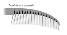 20191228 Radiodonta frontal appendage Tamisiocaris borealis.png