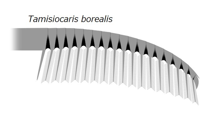Tamisiocaris borealis の前部付属肢の復元図。反対側の内突起は省略され、肢節の総数は暫定的である。