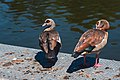 * Nomination Two egyptian geese at the Pond Deutschmühle in Saarbrücken --FlocciNivis 09:57, 26 January 2023 (UTC) * Promotion  Support Good quality. --Scotch Mist 06:40, 1 February 2023 (UTC)