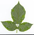 * Nomination Rubus idaeus. Leaf abaxial side. --Knopik-som 00:22, 23 October 2021 (UTC) * Promotion  Support Good quality. --Steindy 00:40, 23 October 2021 (UTC)