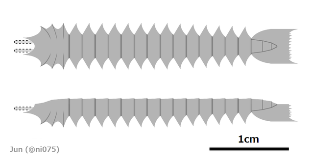 Urokodia aequalis の復元図（頭部は左側に向く、不確実の部分は破線で示される）