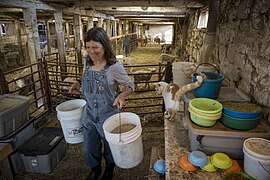 Dominique Herman nourrit des moutons mérinos dans sa ferme de Warwick, New York, 2022