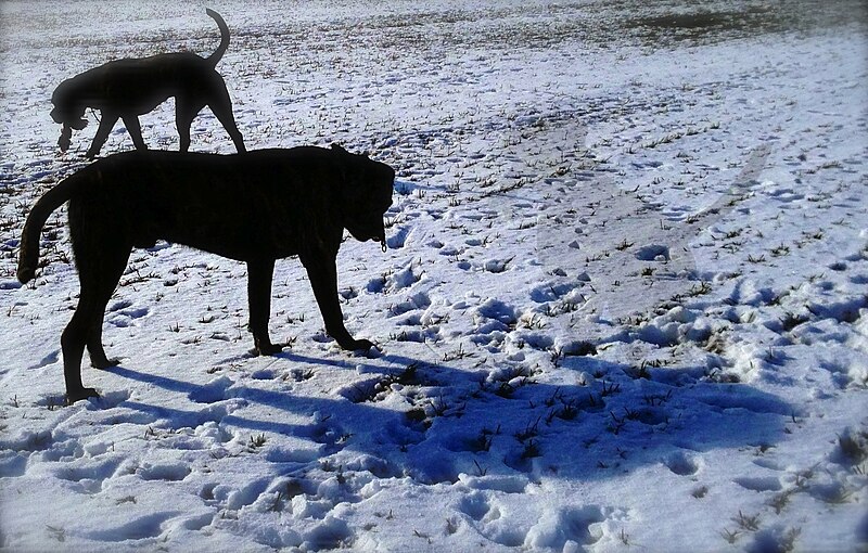 File:2 stycken Cane Corso.jpg