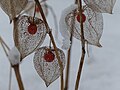 Jardins de la Casamaures physalis (Physalis alkekengi) séchées sous la neige.