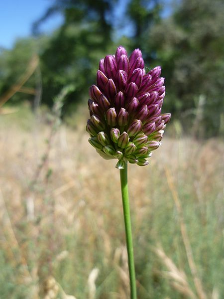 File:ALLIUM SCORODOPRASUM - APIS - IB-648 (Porradell).JPG