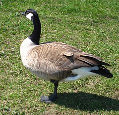 A Canada Goose.jpeg