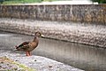 A Duck (112899423).jpeg