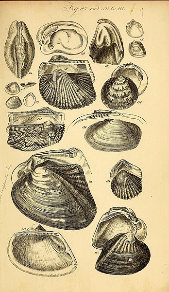 File:A conchological manual. Second Edition (Plate 7) (8591703185).jpg