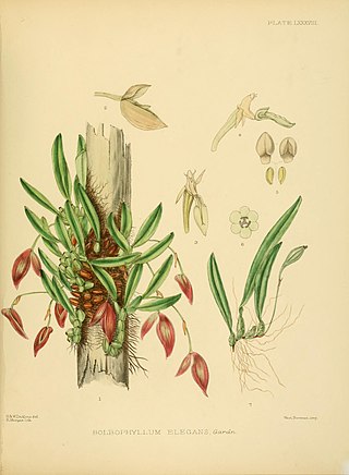 <i>Bulbophyllum elegans</i> Species of orchid