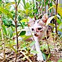 Gambar mini seharga Berkas:Abandoned young kitten.jpg