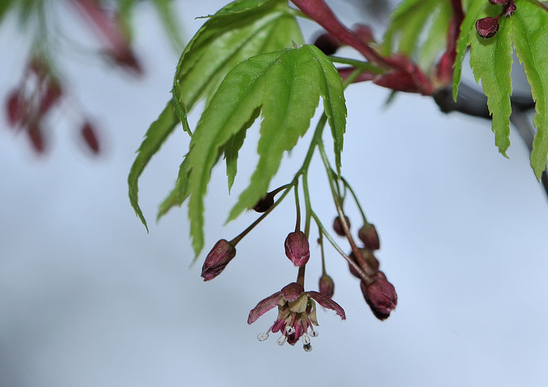 File:AcerFlower.jpg