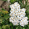 Achillea. A. millefolium, or common yarrow flower pictured.