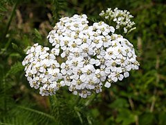 Fleurs d'Achillée millefeuille.