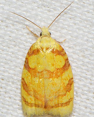 <i>Acleris albicomana</i> Species of moth