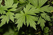 Leaves Aconitum columbianum 6023.JPG