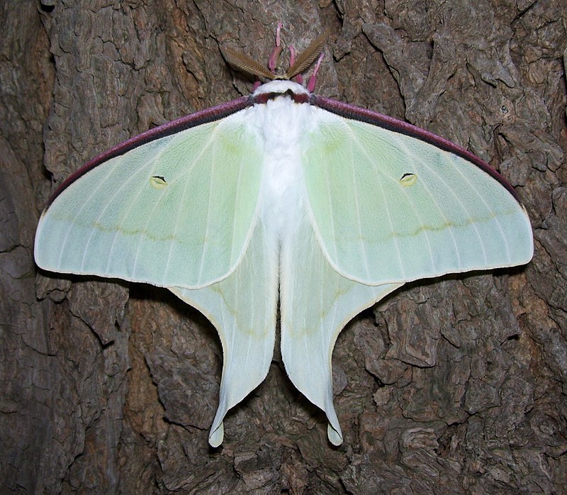 Luna moth