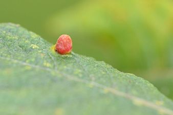 Aculus laevis on Salix cfr cinerea