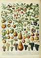 Adolphe Millot fruits A.jpg