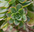 Aeonium gomerense, jardin botanique de Tallinn, Estonie, 2012-08-13, DD 02.JPG