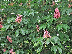 Aesculus x carnea. Castañal de La India arrosada.jpg