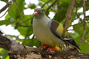 African Green Pigeon (Treron calvus), Kruger NP (109583880).jpg