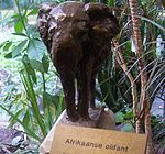 Afrikaanse Olifant Arie T.JPG
